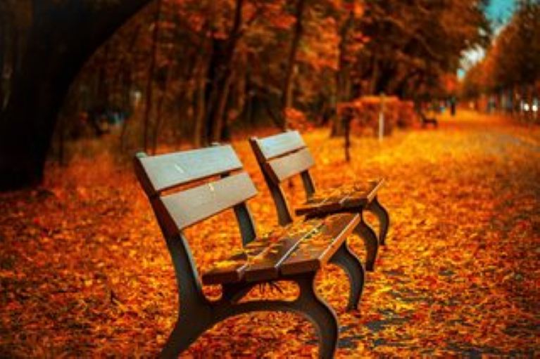 Park bench surrounded by fallen Autumn leaves